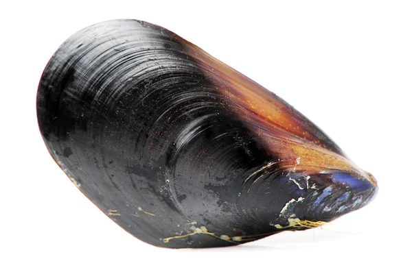 Cozze fresche — Foto Stock