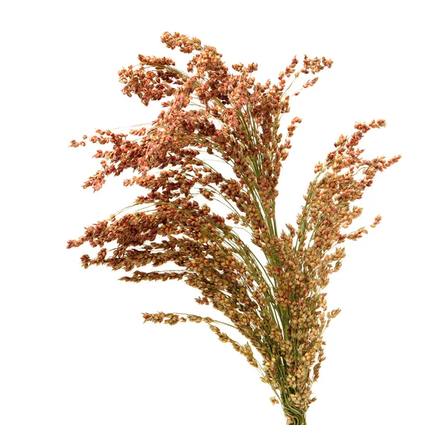 Planta de sorgo com suas sementes — Fotografia de Stock