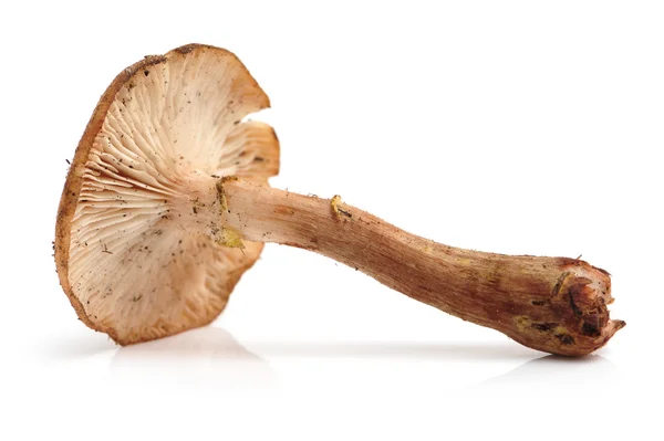 Hazel mushroom — Stock Photo, Image