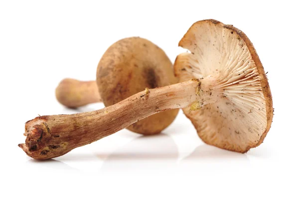 Хэйзельский гриб — стоковое фото