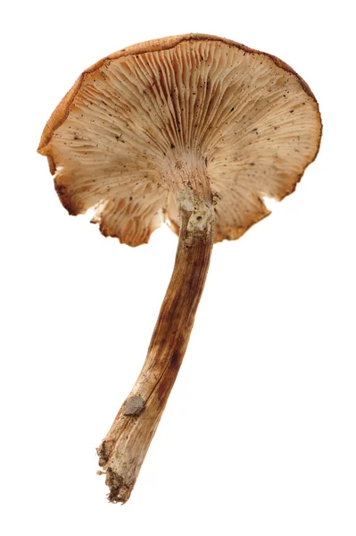 Hazel mushroom — Stock Photo, Image