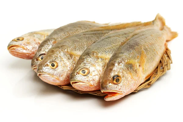 Yellow Croaker Fish — Stock Photo, Image