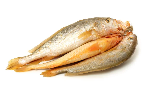 Pescado Croaker amarillo — Foto de Stock