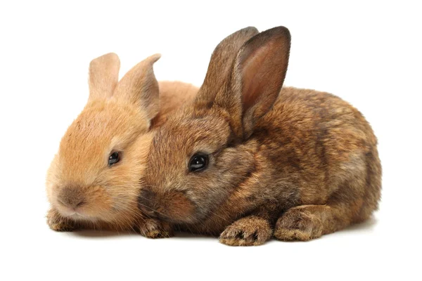 Brown rabbits — Stock Photo, Image
