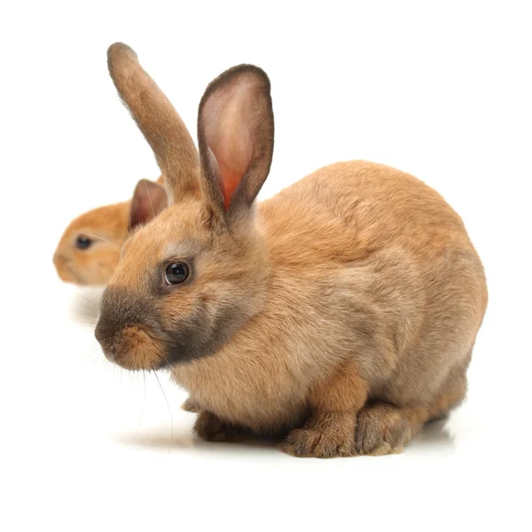 Бурые кролики — стоковое фото