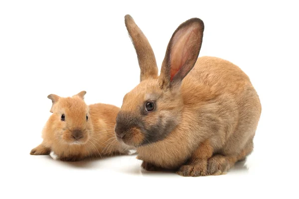 Brown rabbits — Stock Photo, Image