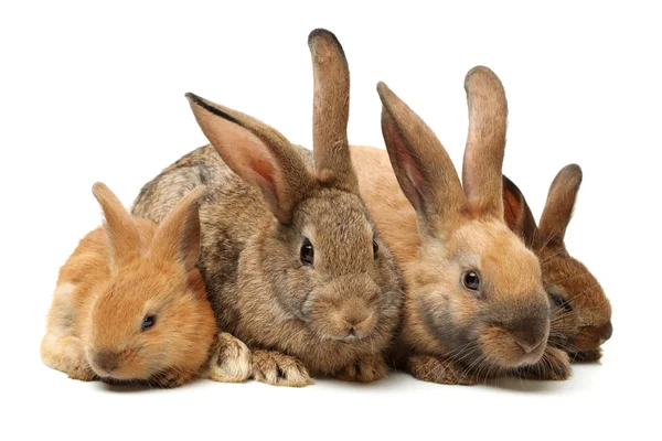 Bruna kaniner — Stockfoto