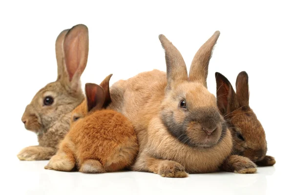 Brown rabbits — Stock Photo, Image