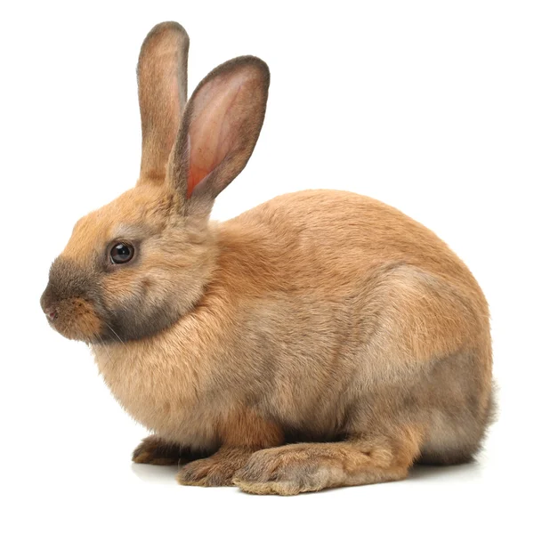 Orange rabbit — Stock Photo, Image