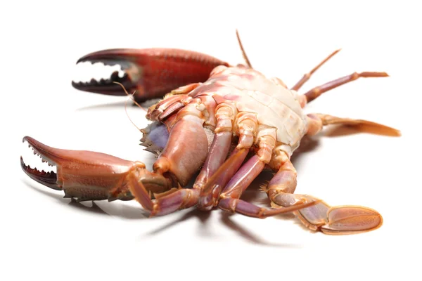 Cooked crab — Stock Photo, Image