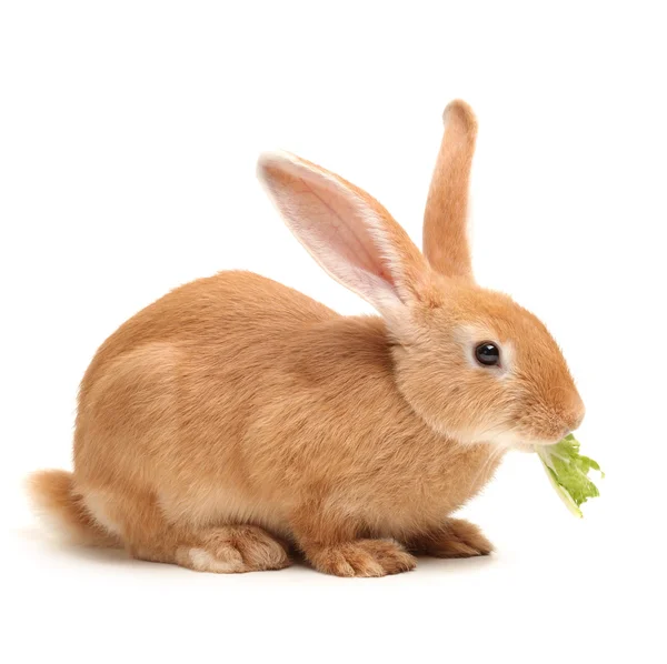 Conejo naranja — Foto de Stock