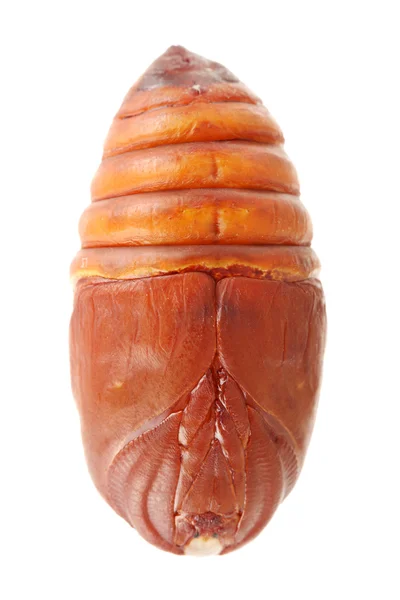 Silk worm cocoon — Stock Photo, Image