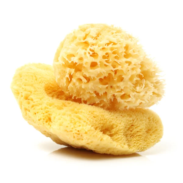 Natural sponge — Stock Photo, Image