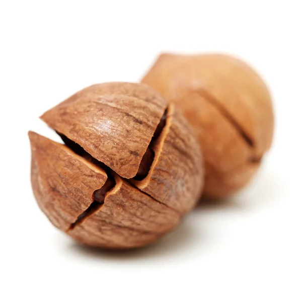 Shagbark hickory nuts — Stock Photo, Image