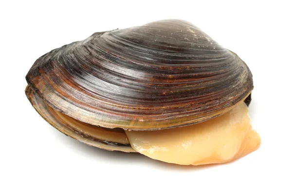 Cozze fresche — Foto Stock