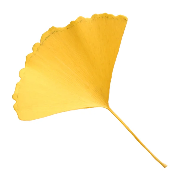Yellow ginkgo leaf — Stock Photo, Image