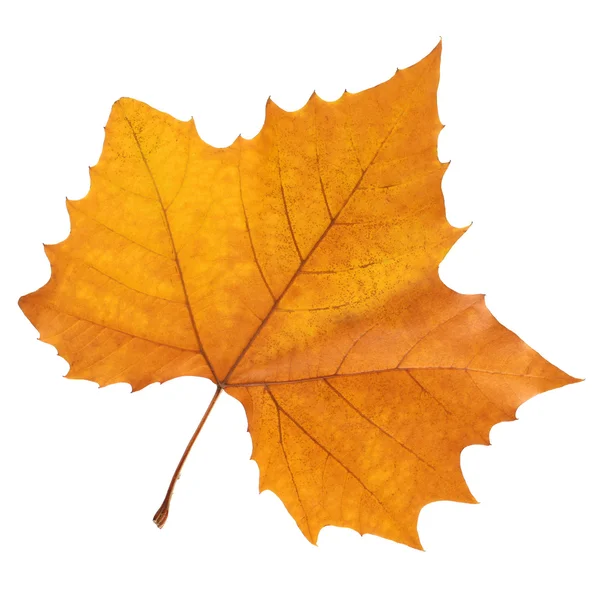 Autumn leaf — Stock Photo, Image