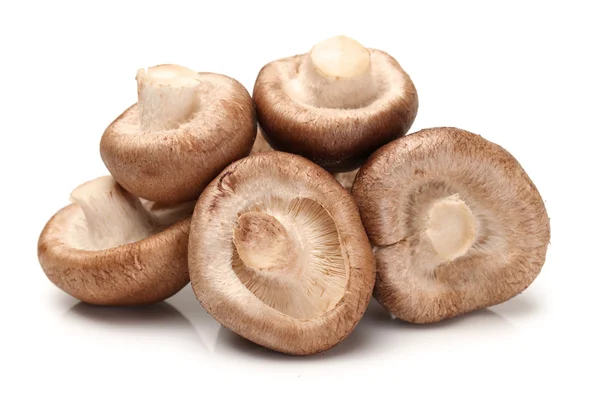 Cogumelos shiitake — Fotografia de Stock