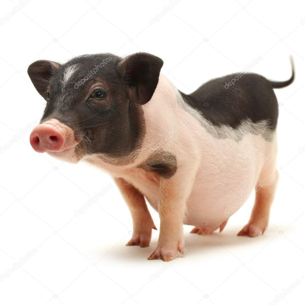 Small-eared pig