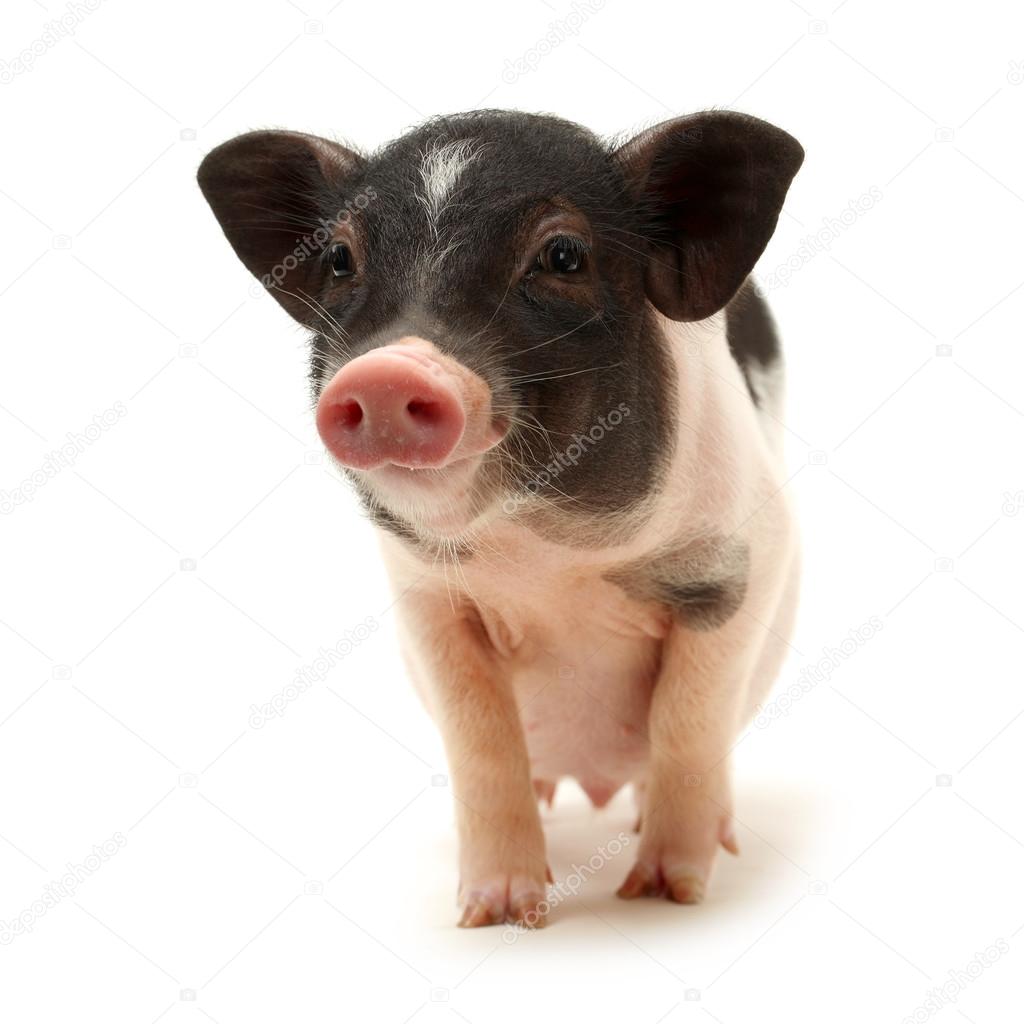 Small-eared pig