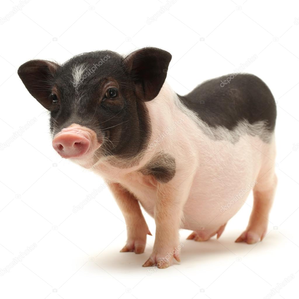 Small-eared pig