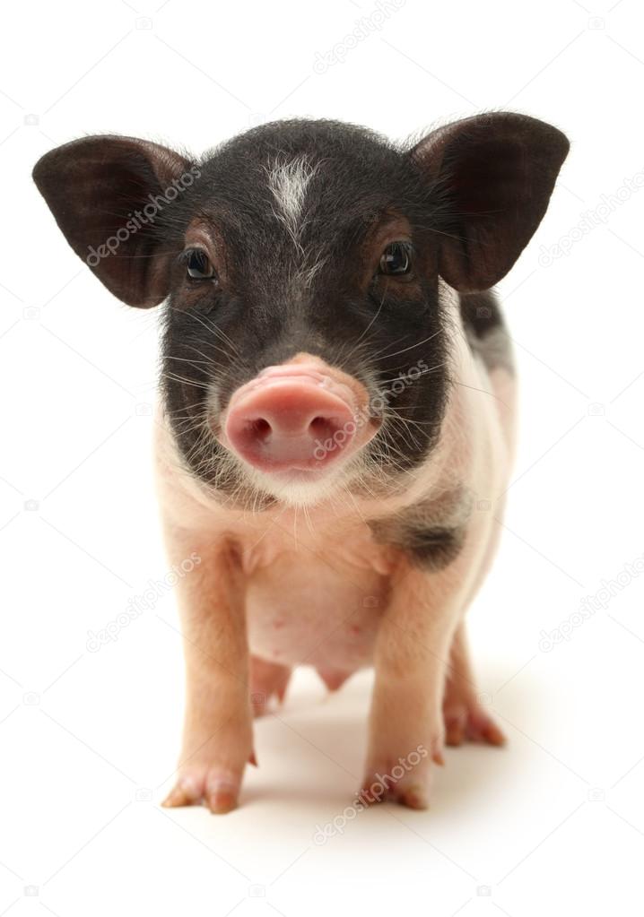 Small-eared pig