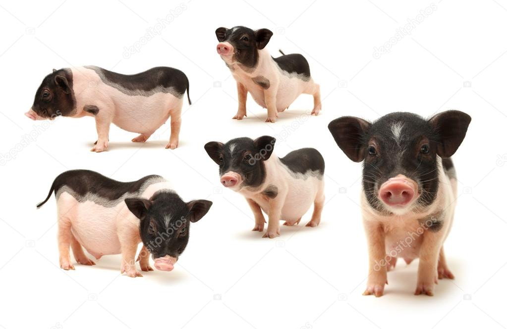 Small-eared pigs