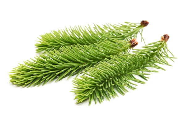 Pine branches — Stock Photo, Image