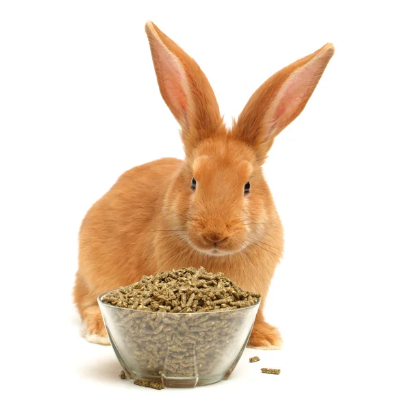 Orange rabbit — Stock Photo, Image