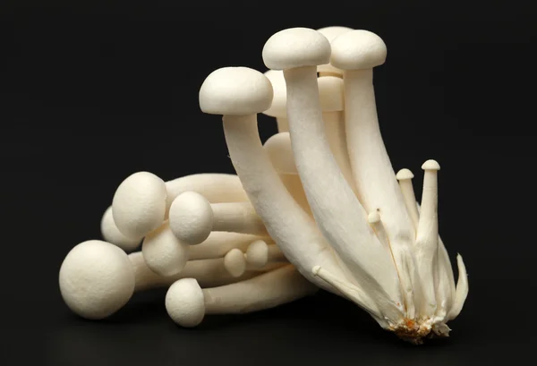 Shimeji mushrooms — Stock Photo, Image