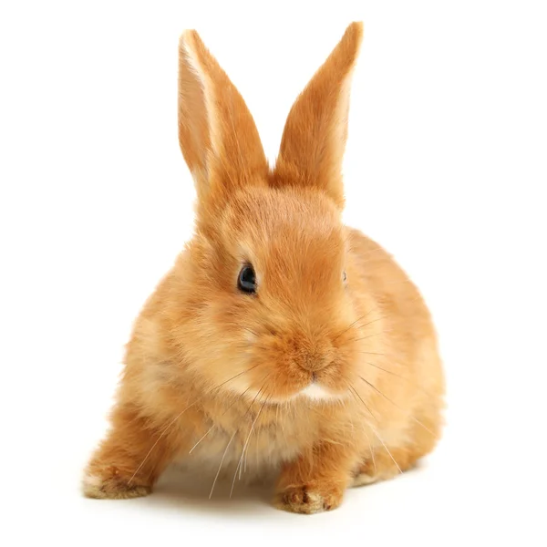 Orange rabbit — Stock Photo, Image