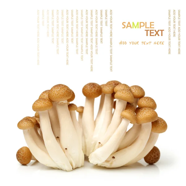 Brown beech mushroom — Stock Photo, Image