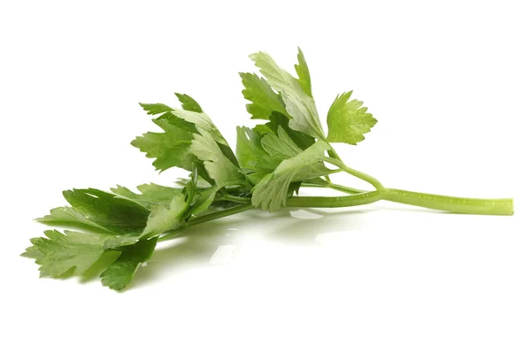 Celery leaf — Stock Photo, Image