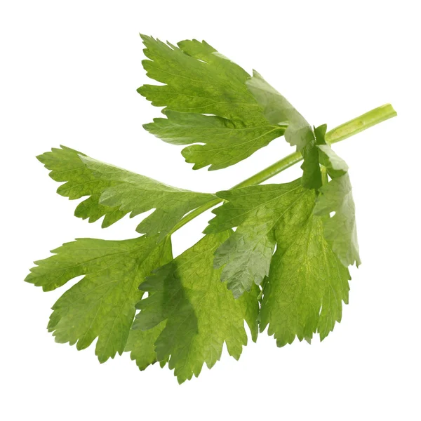 Celery leaf — Stock Photo, Image