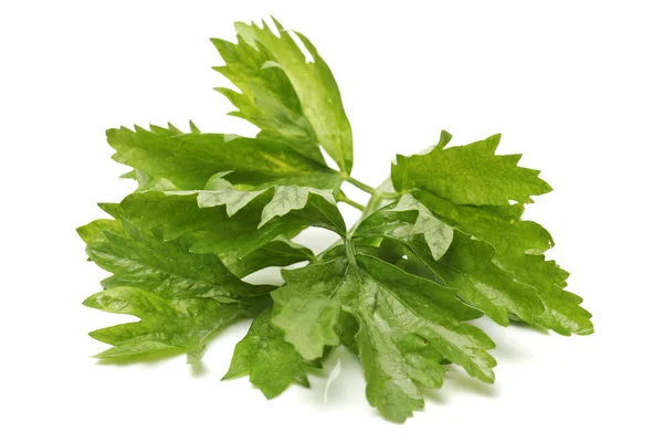 Celery leaf — Stock Photo, Image