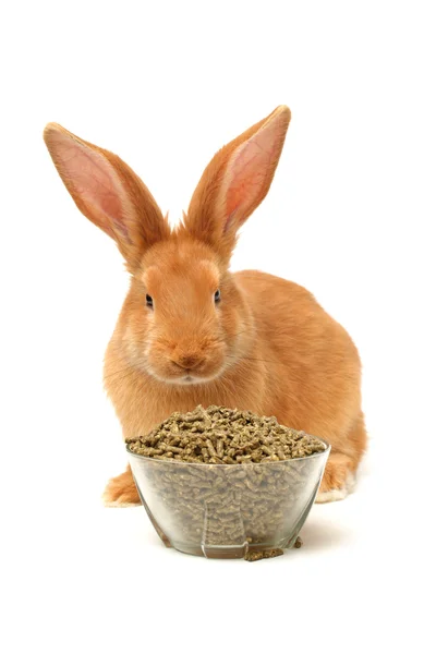 Orange rabbit — Stock Photo, Image