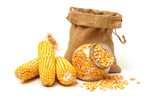 Corn and corn seeds — Stock Photo, Image