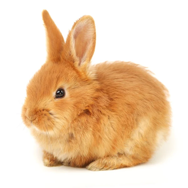 Conejo naranja —  Fotos de Stock