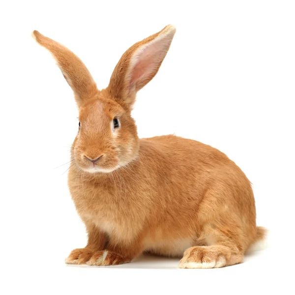 Orange rabbit — Stock Photo, Image