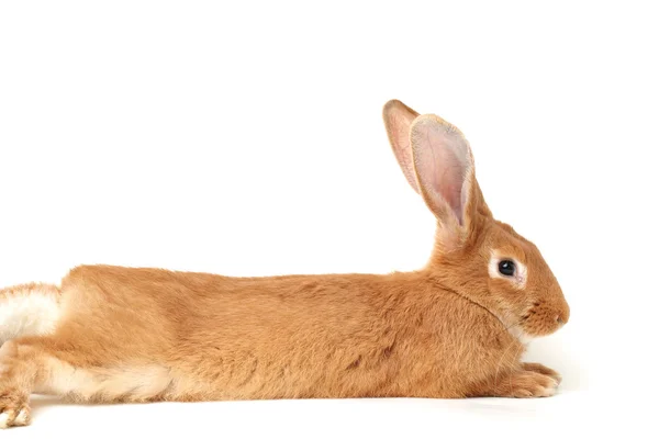 Orange rabbit — Stock Photo, Image