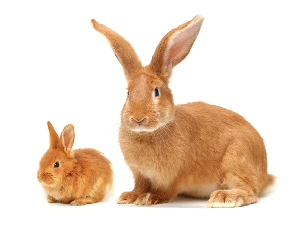 Orange rabbit — Stock Photo, Image