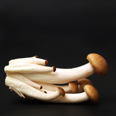 Brown beech mushroom clipart