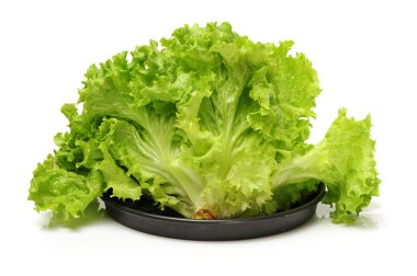 yeşil salata