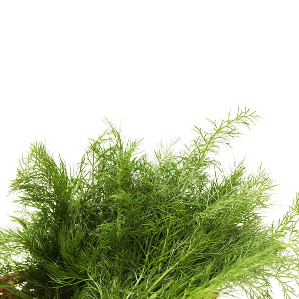 Dill geïsoleerd — Stockfoto