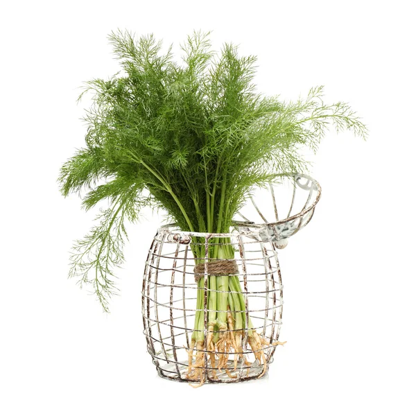 Dill isolated — Stock Photo, Image