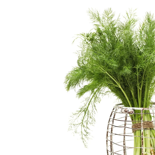 Dill isolerade — Stockfoto