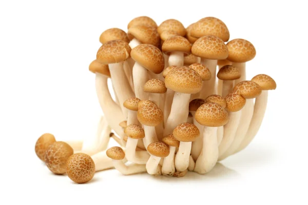 Brown beech mushroom — Stock Photo, Image