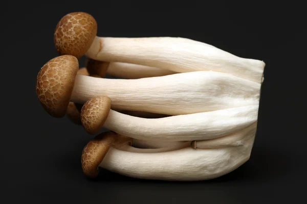 Brown beech mushroom — Stock Photo, Image