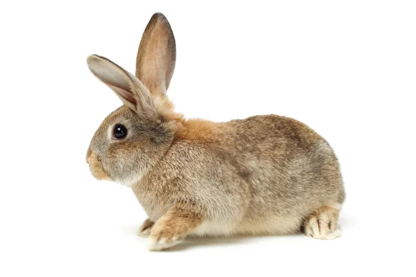 Graue Kaninchen — Stockfoto