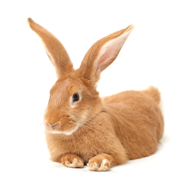 Oranje konijn — Stockfoto